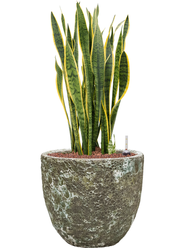 Sansevieria trifasciata 'Laurentii' in Baq Lava Office Plant With Pot 85cm Height 30cm Dia