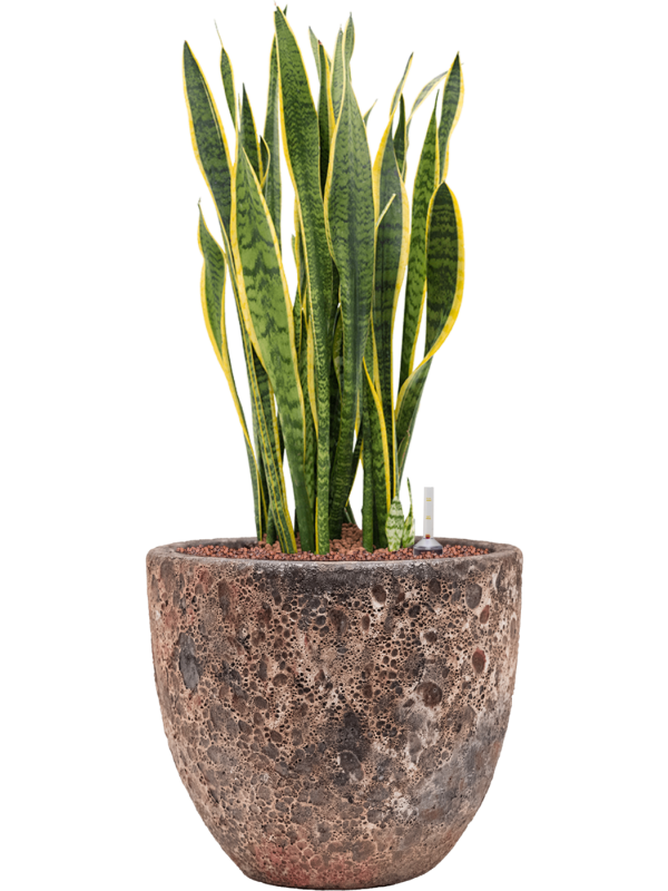 Sansevieria trifasciata 'Laurentii' in Baq Lava Office Plant With Pot 85cm Height 30cm Dia