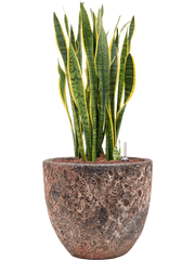Sansevieria trifasciata 'Laurentii' in Baq Lava Office Plant With Pot 85cm Height 30cm Dia