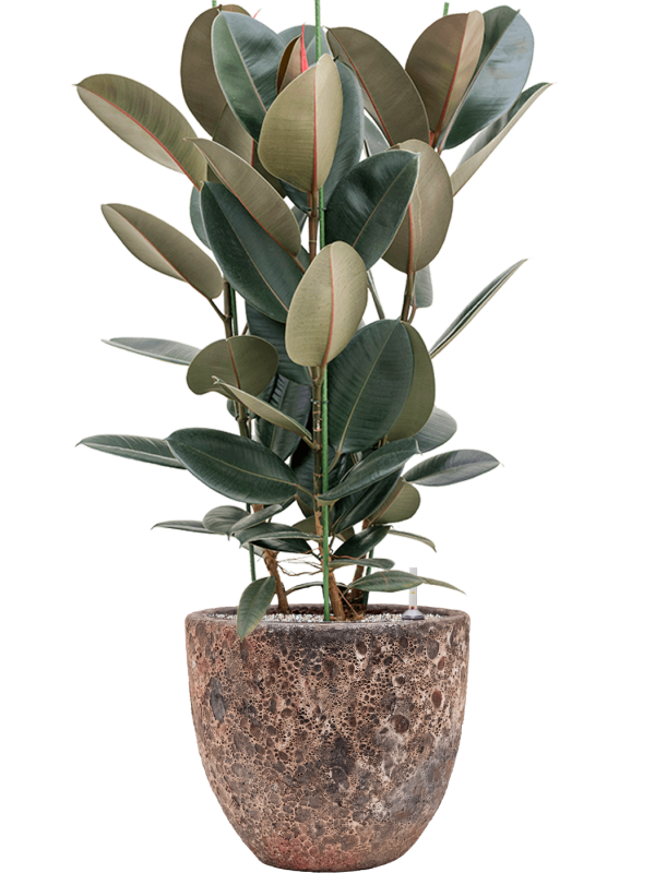 Ficus elastica 'Abidjan' in Baq Lava Office Plant With Pot 111cm Height 30cm Dia