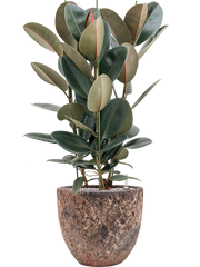 Ficus elastica 'Abidjan' in Baq Lava Office Plant With Pot 111cm Height 30cm Dia