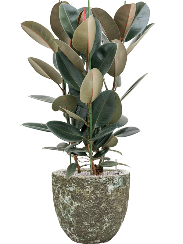 Ficus elastica 'Abidjan' in Baq Lava Office Plant With Pot 110cm Height 30cm Dia