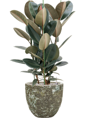 Ficus elastica 'Abidjan' in Baq Lava Office Plant With Pot 110cm Height 30cm Dia