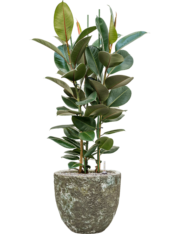 Ficus elastica 'Robusta' in Baq Lava Office Plant With Pot 122cm Height 30cm Dia