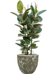 Ficus elastica 'Robusta' in Baq Lava Office Plant With Pot 122cm Height 30cm Dia