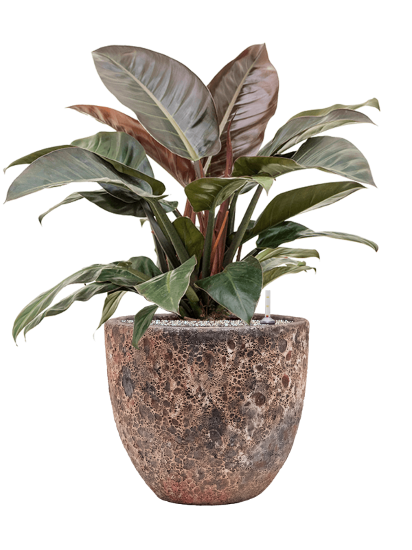 Philodendron `Imperial Red' in Baq Lava Office Plant With Pot 81cm Height 30cm Dia