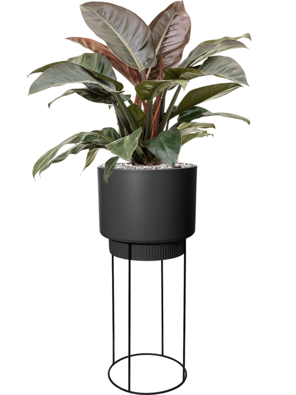 Philodendron `Imperial Red' in B. For Studio Office Plant With Pot 117cm Height 28cm Dia