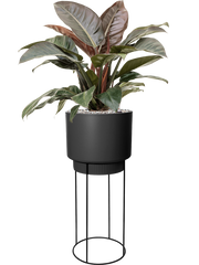 Philodendron `Imperial Red' in B. For Studio Office Plant With Pot 117cm Height 28cm Dia