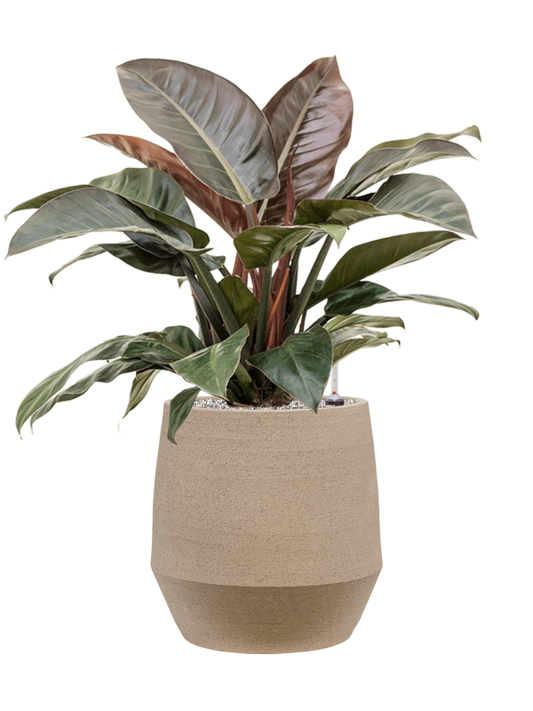 Philodendron `Imperial Red' in Humus Office Plant With Pot 84cm Height 29cm Dia