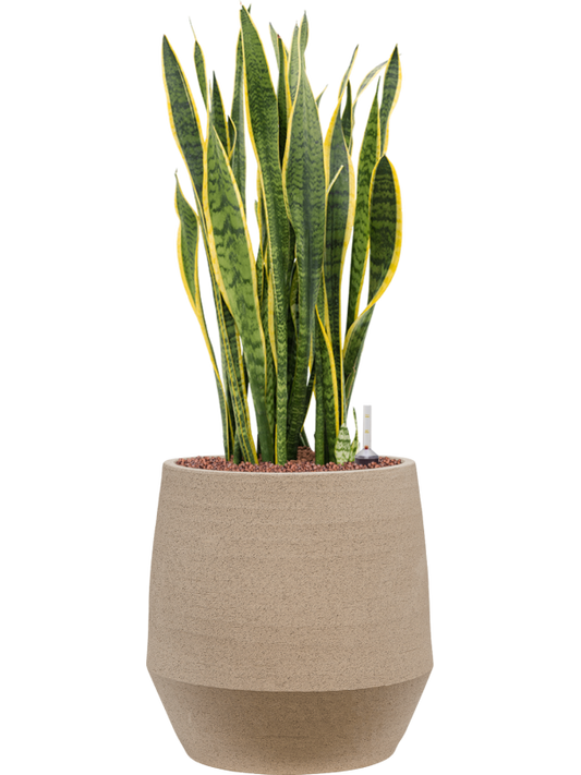 Sansevieria trifasciata 'Laurentii' in Humus Office Plant With Pot 88cm Height 29cm Dia