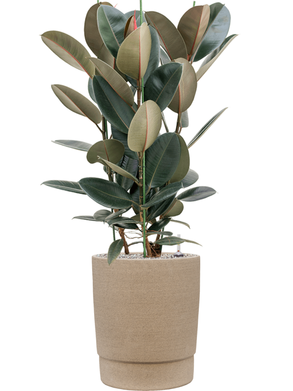 Ficus elastica 'Abidjan' in Chao Office Plant With Pot 120cm Height 36cm Dia