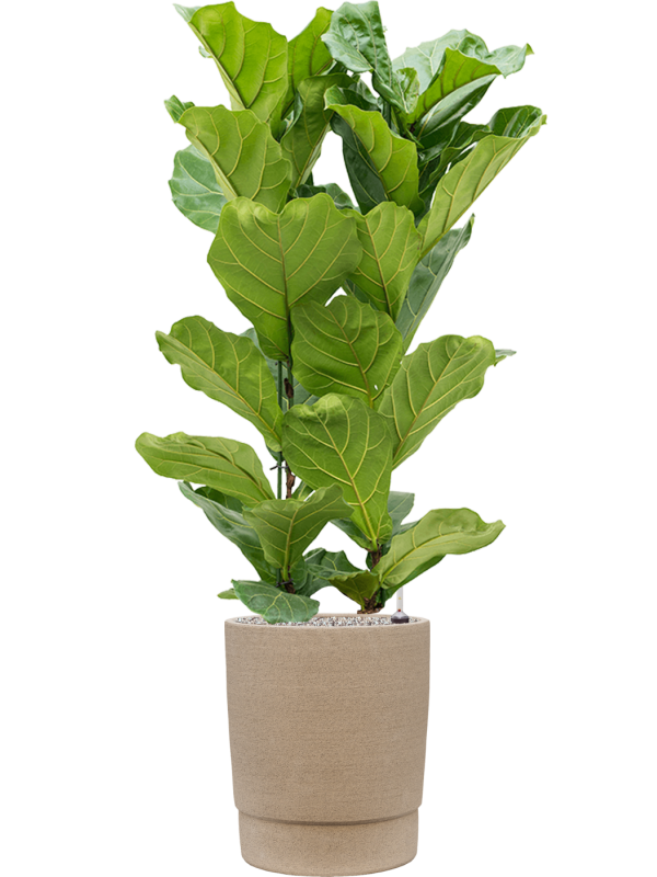 Ficus lyrata in Chao Office Plant With Pot 141cm Height 36cm Dia