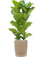 Ficus lyrata in Chao Office Plant With Pot 141cm Height 36cm Dia