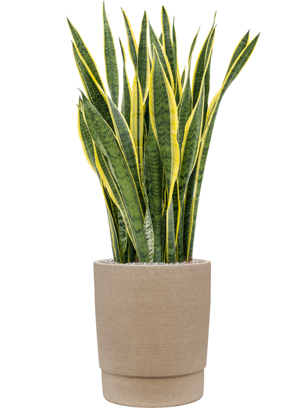 Sansevieria trifasciata 'Laurentii' in Chao Office Plant With Pot 118cm Height 36cm Dia
