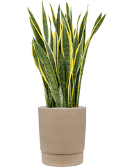 Sansevieria trifasciata 'Laurentii' in Chao Office Plant With Pot 118cm Height 36cm Dia
