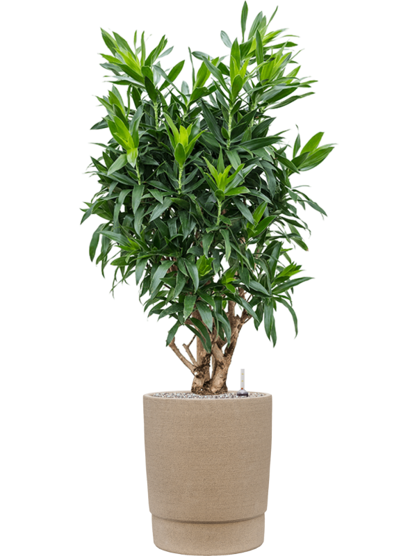 Pleomele (Dracaena) reflexa in Chao Office Plant With Pot 142cm Height 36cm Dia