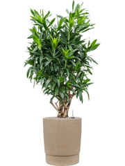 Pleomele (Dracaena) reflexa in Chao Office Plant With Pot 142cm Height 36cm Dia