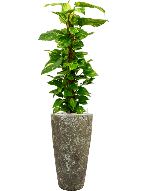 Scindapsus (Epipremnum) 'Aureum' in Baq Lava Office Plant With Pot 157cm Height 29cm Dia
