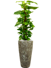 Scindapsus (Epipremnum) 'Aureum' in Baq Lava Office Plant With Pot 157cm Height 29cm Dia