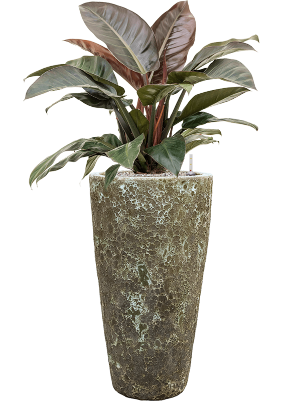 Philodendron `Imperial Red' in Baq Lava Office Plant With Pot 113cm Height 29cm Dia