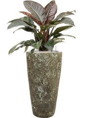 Philodendron `Imperial Red' in Baq Lava Office Plant With Pot 113cm Height 29cm Dia