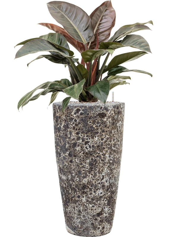 Philodendron `Imperial Red' in Baq Lava Office Plant With Pot 113cm Height 29cm Dia