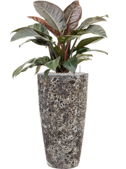 Philodendron `Imperial Red' in Baq Lava Office Plant With Pot 113cm Height 29cm Dia