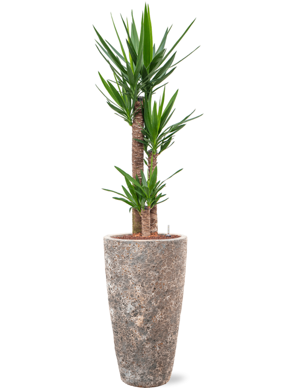 Yucca elephantipes in Baq Lava Office Plant With Pot 162cm Height 29cm Dia