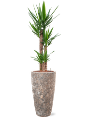Yucca elephantipes in Baq Lava Office Plant With Pot 162cm Height 29cm Dia