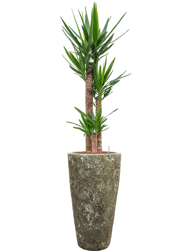 Yucca elephantipes in Baq Lava Office Plant With Pot 163cm Height 29cm Dia