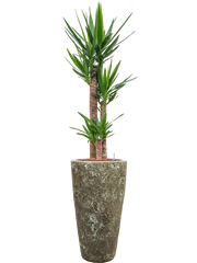 Yucca elephantipes in Baq Lava Office Plant With Pot 163cm Height 29cm Dia