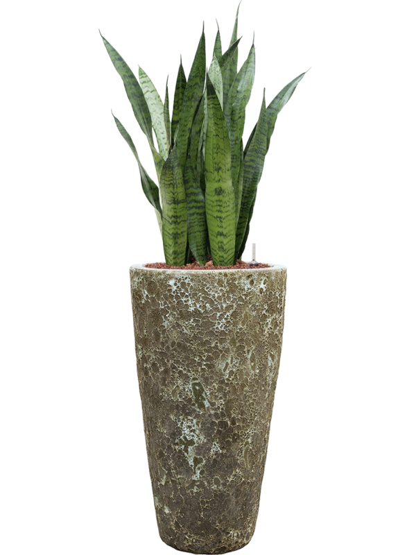 Sansevieria zeylanica in Baq Lava Office Plant With Pot 123cm Height 29cm Dia