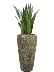 Sansevieria zeylanica in Baq Lava Office Plant With Pot 123cm Height 29cm Dia