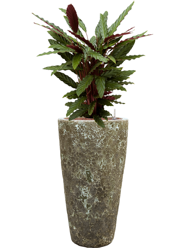 Calathea rufibarba 'Wavestar' in Baq Lava Office Plant With Pot 122cm Height 29cm Dia