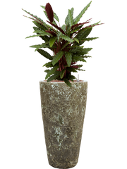 Calathea rufibarba 'Wavestar' in Baq Lava Office Plant With Pot 122cm Height 29cm Dia