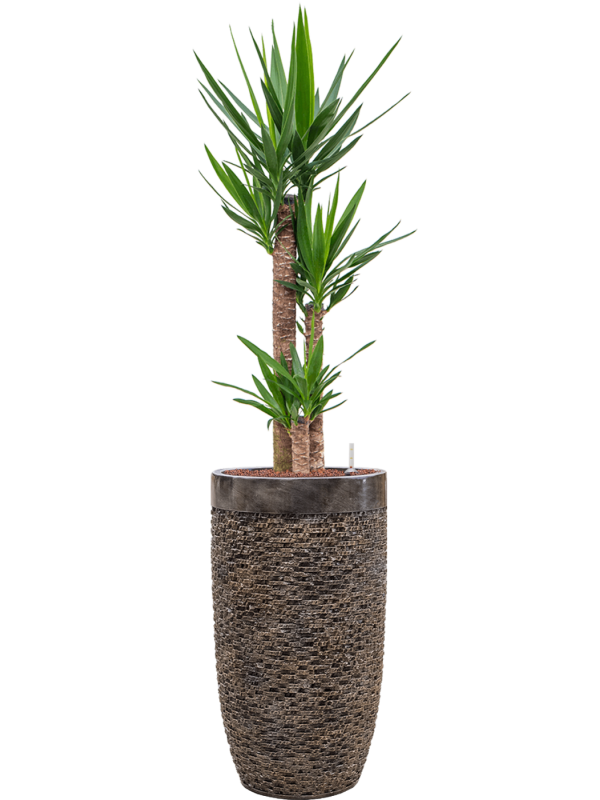 Yucca elephantipes in Baq Luxe Lite Universe Layer Office Plant With Pot 166cm Height 32cm Dia
