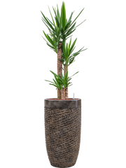 Yucca elephantipes in Baq Luxe Lite Universe Layer Office Plant With Pot 166cm Height 32cm Dia