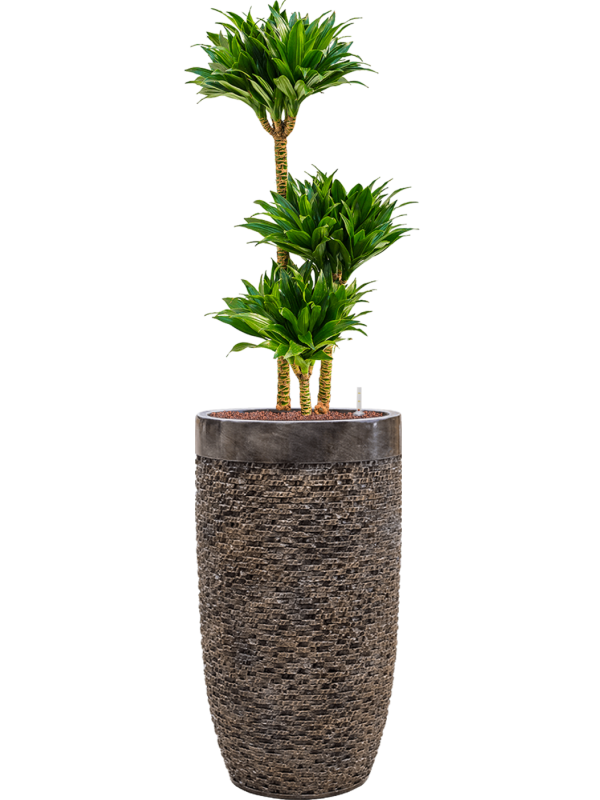 Dracaena fragrans 'Compacta' in Baq Luxe Lite Universe Layer Office Plant With Pot 140cm Height 32cm Dia