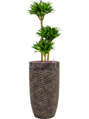Dracaena fragrans 'Compacta' in Baq Luxe Lite Universe Layer Office Plant With Pot 140cm Height 32cm Dia