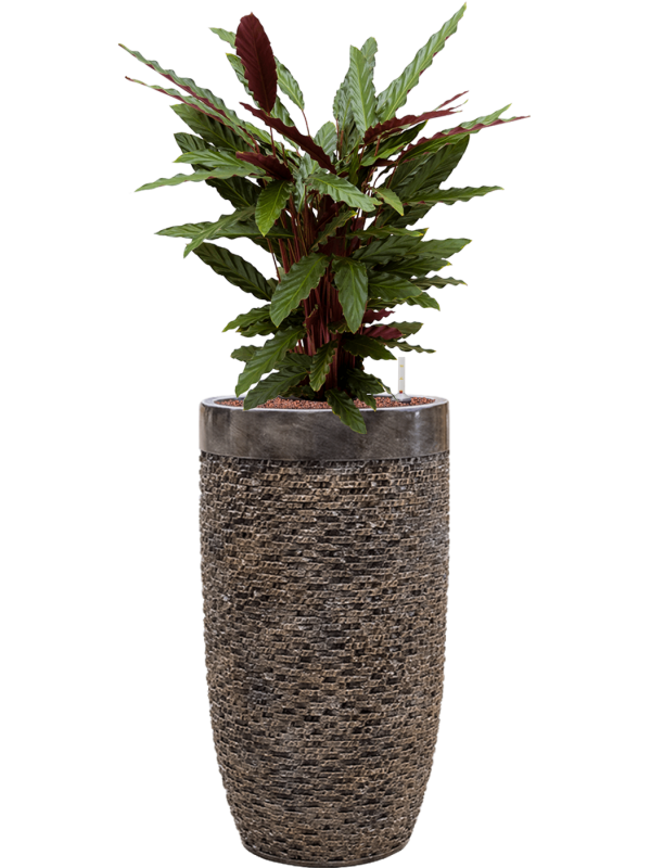 Calathea rufibarba 'Wavestar' in Baq Luxe Lite Universe Laye Office Plant With Pot 126cm Height 32cm Dia