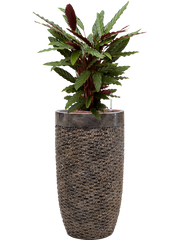 Calathea rufibarba 'Wavestar' in Baq Luxe Lite Universe Laye Office Plant With Pot 126cm Height 32cm Dia
