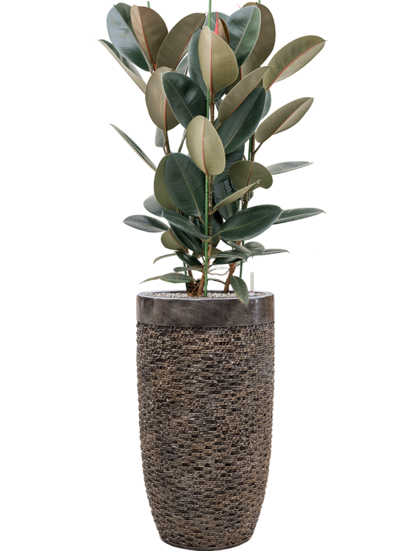 Ficus elastica 'Abidjan' in Baq Luxe Lite Universe Layer Office Plant With Pot 146cm Height 32cm Dia