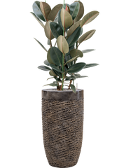 Ficus elastica 'Abidjan' in Baq Luxe Lite Universe Layer Office Plant With Pot 146cm Height 32cm Dia