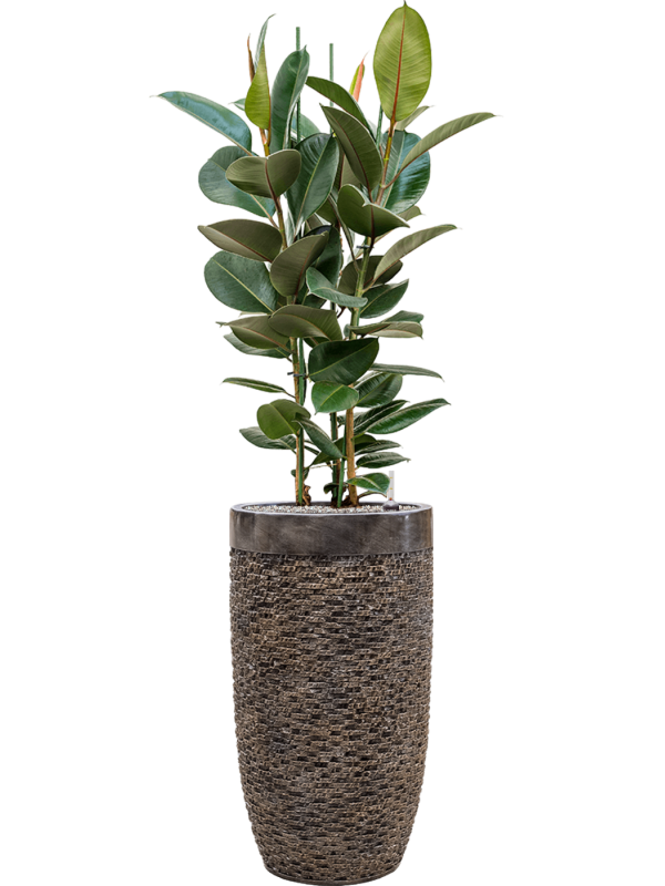 Ficus elastica 'Robusta' in Baq Luxe Lite Universe Layer Office Plant With Pot 158cm Height 32cm Dia