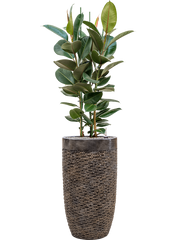 Ficus elastica 'Robusta' in Baq Luxe Lite Universe Layer Office Plant With Pot 158cm Height 32cm Dia