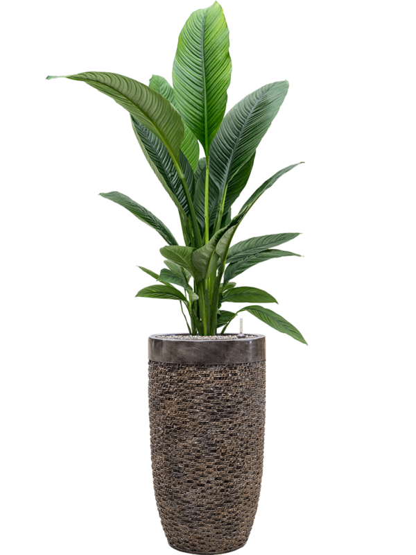 Spathiphyllum 'Sensation' in Baq Luxe Lite Universe Layer Office Plant With Pot 172cm Height 32cm Dia