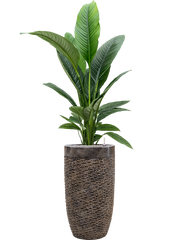 Spathiphyllum 'Sensation' in Baq Luxe Lite Universe Layer Office Plant With Pot 172cm Height 32cm Dia