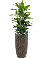 Ficus cyathistipula in Baq Luxe Lite Universe Layer Office Plant With Pot 164cm Height 32cm Dia