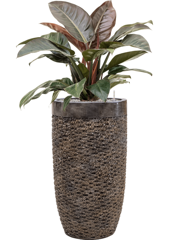 Philodendron `Imperial Red' in Baq Luxe Lite Universe Layer Office Plant With Pot 117cm Height 32cm Dia