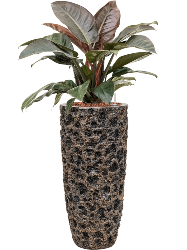 Philodendron `Imperial Red' in Baq Luxe Lite Universe Moon Office Plant With Pot 118cm Height 29cm Dia